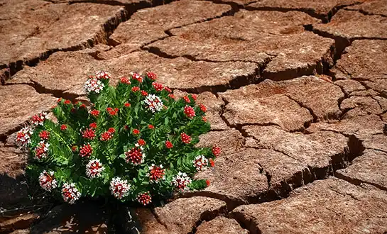 Managing Drought & Salinity with Peptide-Based Solutions